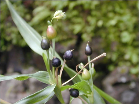 Bo bo – Phương thuốc kỳ diệu ảnh 1